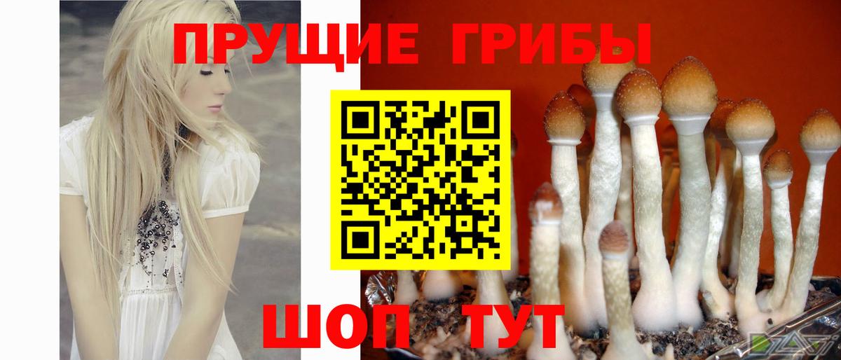 Галлюциногенные грибы Magic Shrooms Новозыбков
